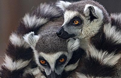 《无主之地3》七名顶级开发人员已离开Gearbox